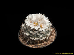 Turbinicarpus schmiedickeanus ssp. rioverdensis 1666